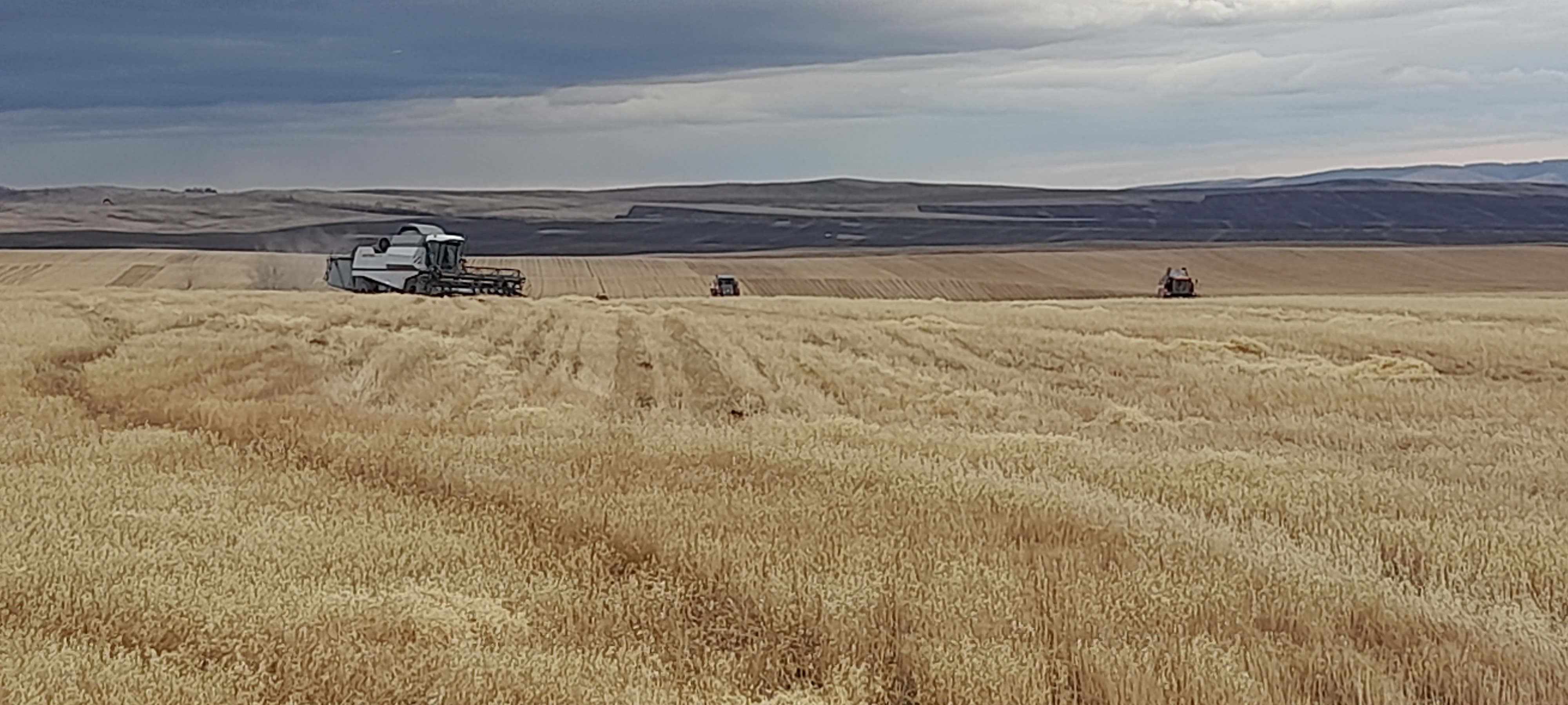 Осенняя страда в Хакасии всё ближе к финишу Осенняя страда в Хакасии всё ближе к финишу